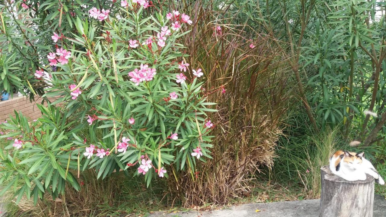 Comfy Home-Tropical Garden & 5 Min Walk To Beach Tamarin Bagian luar foto