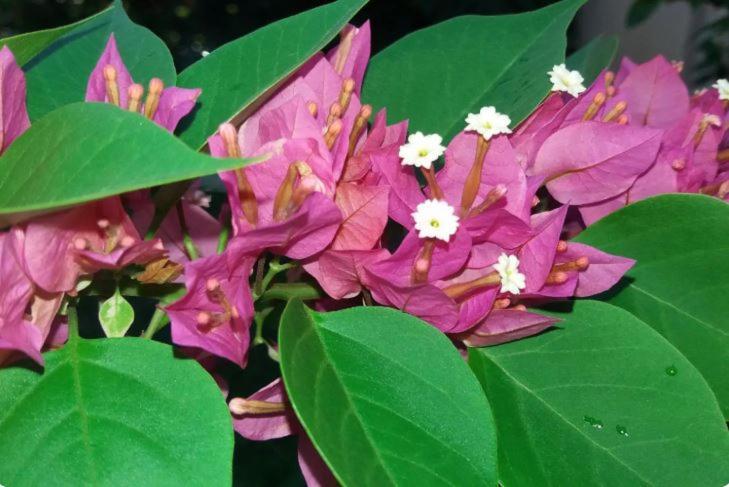 Comfy Home-Tropical Garden & 5 Min Walk To Beach Tamarin Bagian luar foto